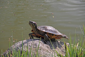 Fototapeta premium Schildkröte