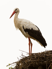 Adult stork in its natural habitat, on a nest