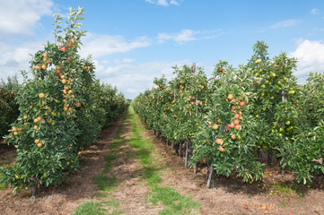 Fototapeta na wymiar Ścieżka między niskimi espaliers jabłek w nowoczesnym sadzie holenderskim
