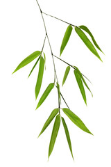 green bamboo branch isolated on white