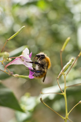 Abeille