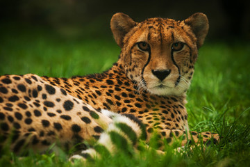 cheetah