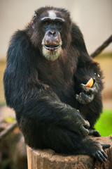 chimpanze 