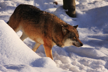 Fototapeta na wymiar wolf in the nature