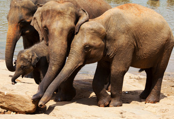 Fototapeta premium Elephant on Sri Lanka