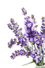 Obraz premium Lavendel