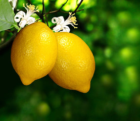 Naklejka premium two lemon on a branch