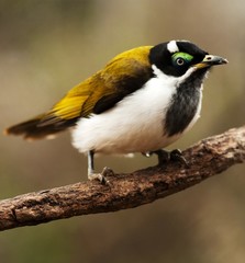 Naklejka premium blue-faced honeyeater bird