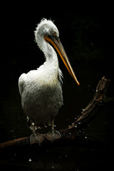 white pelican