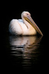 great white pelican