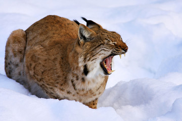 lynx