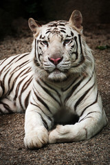 Fototapeta na wymiar biały tygrys
