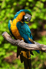 Macaw parrot
