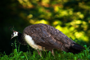 peacock