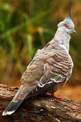 turtledove
