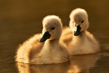 ducks