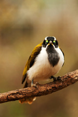 bird