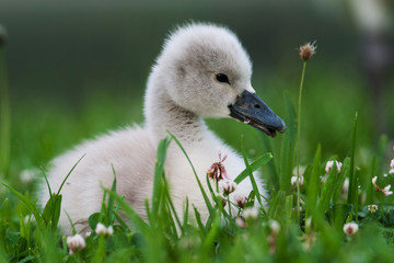 cygnet