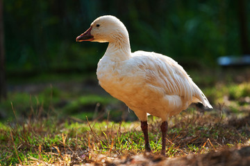goose