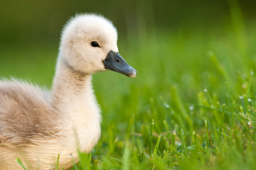 cygnet