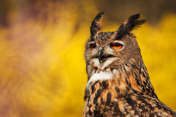 eagle owl (bubo bubo)