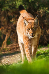 lynx