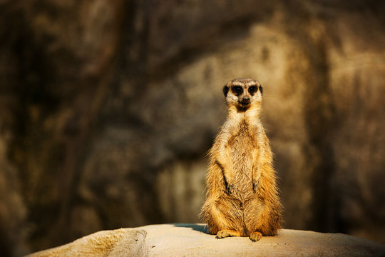 Meerkat