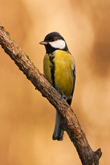 Fototapeta premium Chickadee