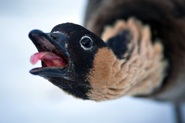 duck Amazonian
