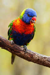lori Lorikeet
