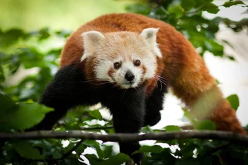Crédence de cuisine en verre imprimé Panda panda rouge