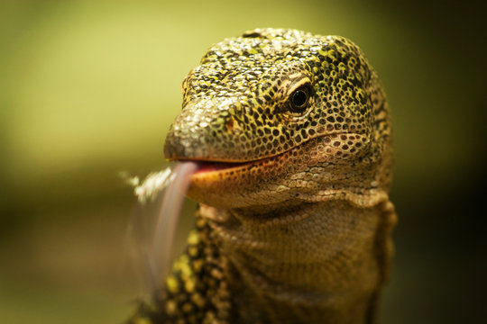 mangrove Lizard