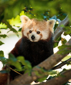 panda red