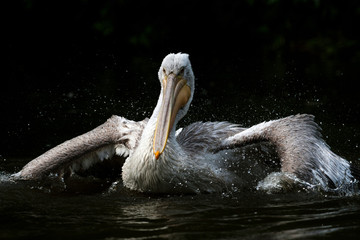 white pelican