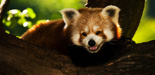 panda red