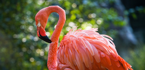 pink flamingo