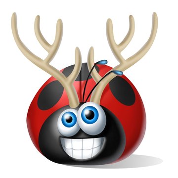 coccinella renna