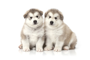 Two malamute puppies