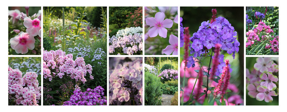 Flammenblume (Phlox) Collage