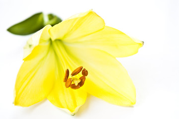 Yellow lily flower isolated on white background