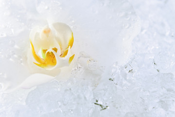 white orchid on a ice