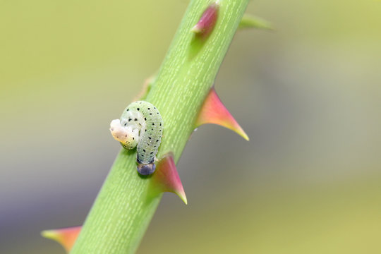 A Green worm / Caterpillar on the Rose prickles