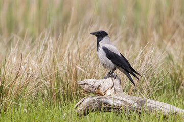 Nebelkrähe (Corvus corone cornix)