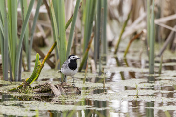 Bachstelze ( Motacilla alba)