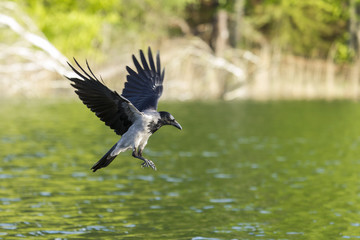 Nebelkrähe (Corvus corone cornix)