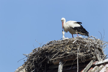 Weißstorchennest (Ciconia ciconia)