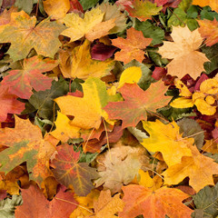 Naklejka na ściany i meble Beautiful background of colorful fallen autimn leaves