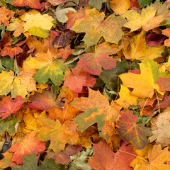 Beautiful background of colorful fallen autimn leaves