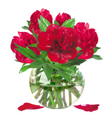 beautiful red peonies in glass vase with bow isolated on white