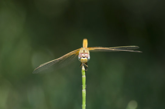 libellula frontale